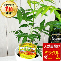 ニーム ミラクルニーム 虫除け ニームの木 鉢植え ミラクルハーブ 蚊よけ植物 蚊除け 防虫 害虫 有機栽培にこだわる観葉植物 ギフト プレゼント