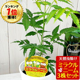 ニーム ミラクルニーム 3株セット 鉢植え 虫除け ニームの木 ミラクルハーブ 蚊除け 蚊よけ植物 防虫 害虫 有機栽培にこだわる