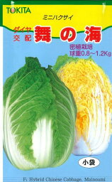 白菜　<strong>舞の海</strong>　2ml　トキタ種苗（株）
