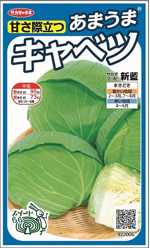 キャベツ新藍約65粒　サカタのタネ　実咲