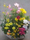 元気に咲くお花たちの寄せ植え 『秋』 【本州のみ送