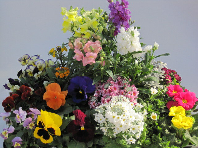 季節の花苗24個セット 　四季を彩る可愛く素敵な花苗たち