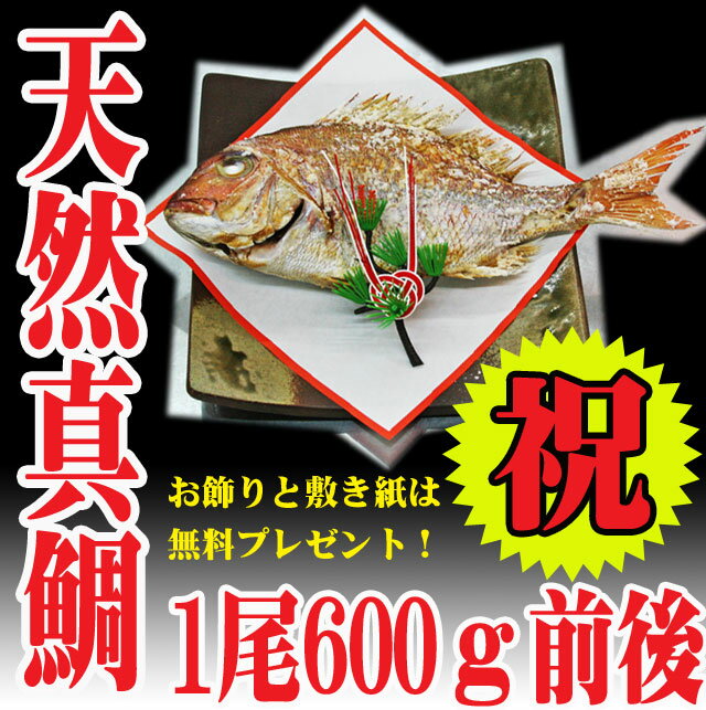 祝い 鯛 お食い初め　送料無料 節句　山形県産 天然 真鯛 1尾600g前後 冷蔵 敷き紙…...:auc-hasegawasengyo:10000184