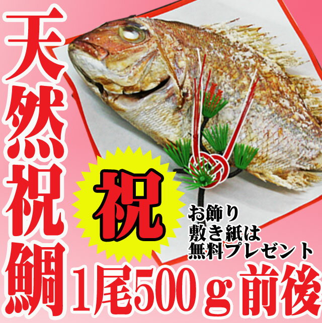 祝い 鯛 お食い初め 送料無料 山形県産 天然 真鯛 1尾500g30cm前後 冷蔵 敷き紙とお飾り...:auc-hasegawasengyo:10000334