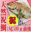 祝い 鯛 お食い初め 送料無料 山形県産 天然 真鯛 1尾5...