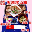 お食い初め 鯛 はまぐり 歯固め石 セット 500g 送料無料 敷紙 鯛飾り 祝い箸 天然真鯛