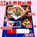 お食い初め 鯛 はまぐり 歯固め石 セット 700g 送料無料 敷紙 鯛飾り 祝い箸 天然真鯛