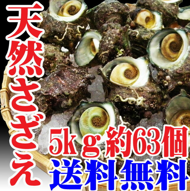 サザエ 5kg約63個 山形県産 送料無料 バーベキュー 海鮮 さざえ 刺身 生食用 お歳…...:auc-hasegawasengyo:10000084