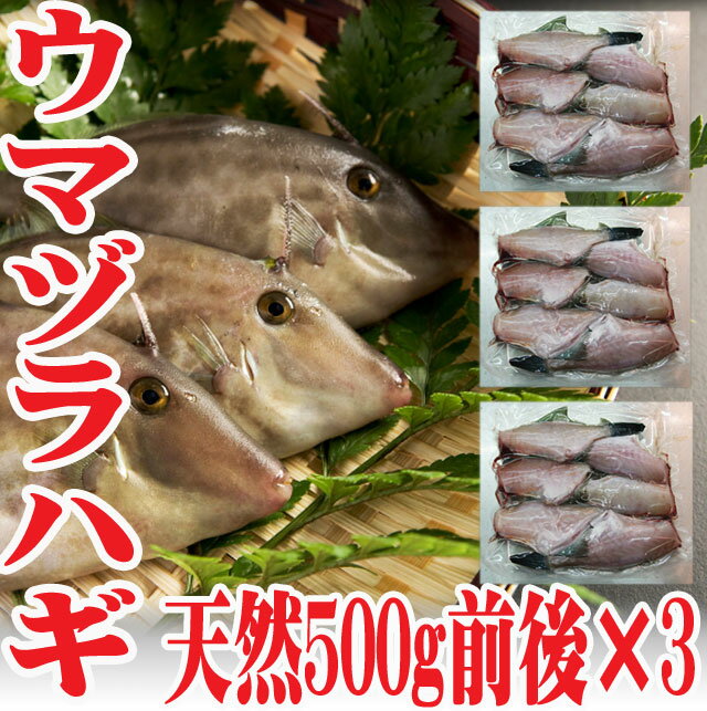 ウマヅラハギ 山形県産 500g4〜6尾×3パック 冷凍 鮮魚セット カワハギ ウマズラハ…...:auc-hasegawasengyo:10000202