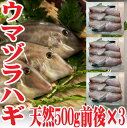 ウマヅラハギ 山形県産 500g4〜6尾×3パック 冷凍 鮮魚セット カワハギ ウマズラハギ【あす楽】