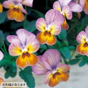 【送料無料・12Pセット】パンジー レッド系 9センチポット 3号 花苗セット