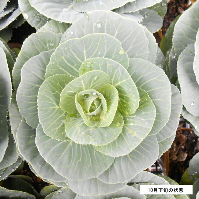 Ԃ̕c/AeB[Nn{^FJtFJ3.5|bg 2Zbg