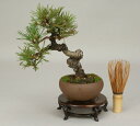 【盆栽 松】【小品盆栽 ミニ盆栽】 赤松 【松柏盆栽】【伊予路園】【レビューでおまけプレゼント】