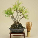 【盆栽 松】【小品盆栽 ミニ盆栽】 赤松(寄せ植え) 【松柏盆栽】【伊予路園】