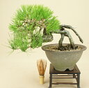 送料無料/赤松/貴風盆栽/山取【伊予路園】【】