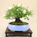 【送料無料】 野薔薇 - 小町 - (照葉ノイバラ 極小葉) 小品盆栽 【いよじ園 伊予路園】