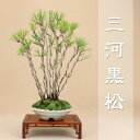 送料無料 【限定20本】 三河黒松 -寄植- 小品盆栽 【松柏盆栽】いよじ園