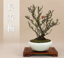 【限定20本】 長寿梅 / チョウジュバイ 小品盆栽（樹高：約18〜20cm）いよじ園