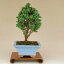 【送料無料】 (珍品) 石化檜 / ヒノキ 極小葉 -小町- (小品盆栽) 【松柏盆栽】【いよじ園 伊予路園】