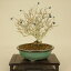 イボタ(小品盆栽) 【雑木盆栽】【いよじ園 伊予路園】