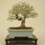 イボタ(小品盆栽) 【雑木盆栽】【いよじ園 伊予路園】