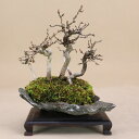 岩シデ 寄植 小品盆栽 (いよじ園)