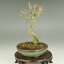 【小品盆栽 ミニ盆栽】 楓/カエデ(小葉性) 【雑木盆栽】【紅葉】【いよじ園 伊予路園】