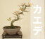 【送料無料】 楓 / カエデ (小品盆栽) 【雑木盆栽 紅葉】【いよじ園 伊予路園】