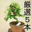 【小品盆栽 ミニ盆栽】 カリン/花梨