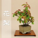 数量限定【送料無料】 カリン / 花梨(小葉性)ミニ盆栽 【いよじ園】