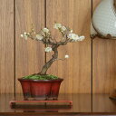 商品レビューで送料無料&50%OFF!【小品盆栽 ミニ盆栽 梅】 甲州野梅 / 挿し木8年 【伊予路園】【花物盆栽】【雑木盆栽】【レビューでおまけプレゼント】