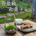 【送料無料】 山苔盆栽 里山の仲間 和菓子セット (コケ盆栽...