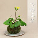 送料無料【苔玉盆栽】 つわぶき プラ水盤サービス 【いよじ園 伊予路園】