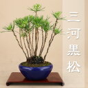 送料無料 【限定20本】 三河黒松 -まつかさ造り- 小品盆栽(プラ鉢) 【松柏盆栽】いよじ園