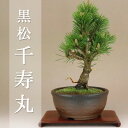 八房黒松 - 千寿丸 - 小品盆栽 (盆栽 松)(いよじ園 伊予路園)