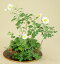 【草盆栽】草盆寄植(姫ナデシコ、ジャコウ草、足摺野菊)【小品盆栽】【伊予路園】