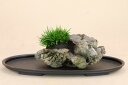 (草物盆栽) 姫石菖 熊本産石 石付 (いよじ園)