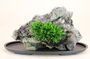 送料無料 (草物盆栽) 姫石菖 熊本菊池渓谷産石 石付 (いよじ園)