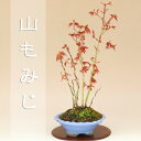 送料無料 【数量限定】 山モミジ -いろは- 小品盆栽 【雑木盆栽】【いよじ園 伊予路園】
