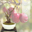 (2023年の実は終わり) 姫リンゴ ミニ盆栽 本格盆栽造り樹形 最高級肥料1年分プレゼント【いよじ園 伊予路園】