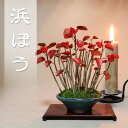 【送料無料】 浜ぼう / 寄植 (小品盆栽)鉢:萬古焼 【雑木盆栽】【いよじ園 伊予路園】