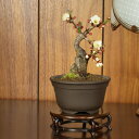 商品レビューで送料無料&50%OFF!【小品盆栽 ミニ盆栽 梅】 野梅-米良- / 挿し木7年 【伊予路園】【花物盆栽】【雑木盆栽】【レビューでおまけプレゼント】