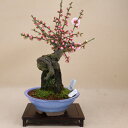 (2022年の花は終わり)花梅 - 乙女 - (ピンク 八重咲)中品盆栽 【いよじ園 伊予路園】