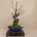 (2023年の花は終了)花梅 - 貴山 - (白梅 八重咲)中品盆栽 【いよじ園 伊予路園】
