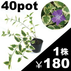 斑入葉ビンカマジョール　苗　40株セット【1株/180円！】【良質苗を産地から★垂れる覆う花を楽しむ】【下草/寄せ植え/花壇】