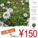 リピア　ヒメイワダレソウ　30POTセット　良質苗が特価★芝生のかわりに地面に植えて小花のじゅうたん★芝刈りは大変！リピアは5cmくらいの草丈で刈り込み不要♪★踏んでも大丈夫★