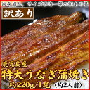 うなぎ/【土用の丑の日2017】訳あり【鹿児島県産】特大サイズ!うなぎ蒲焼き 約220g/1尾 【土用の丑】【贈答ギフト】【通販】【人気】【鰻 ウナギ 国産】【ギフト/プレゼント】【人気グルメ】