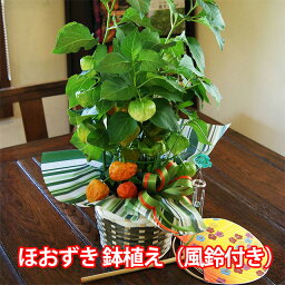 <strong>ほおずき</strong> ホオズキ 鬼灯 【 風鈴付き 鉢植え 5号鉢 5寸 バスケット入り 】 プレゼント ギフト 贈り物 お盆 盆 新盆 お彼岸 お中元 お供え 魔除け 花 ほおづき ほうずき 育て方 花言葉 季節 浅草 2023 風鈴 盆 育て方 <strong>苗</strong> <strong>ほおずき</strong>市 ポイント消化 100円 300円 500円 花ギフト