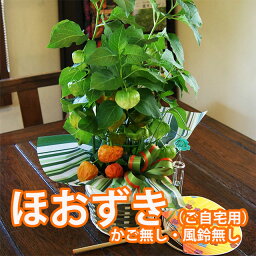 <strong>ほおずき</strong> ホオズキ 鬼灯 【 5号鉢 5寸 鉢植え 篭無し 風鈴無し 】 プレゼント ギフト 贈り物 お盆 盆 新盆 お彼岸 お中元 お供え 魔除け 花 ほおづき ほうずき 育て方 花言葉 季節 浅草 2023 風鈴 盆 育て方 <strong>苗</strong> <strong>ほおずき</strong>市 食用 ポイント消化 100円 300円 500円 花ギフト