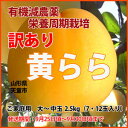 訳あり!黄金桃 送料無料 贈答用 黄桃 完熟 ギフト【 黄らら(南国ピーチ)極甘 大?中玉2.5kg(6?12玉) 有機減農薬栽培※発送期間は(9月25日頃?9月30日頃) 】 フルーツ もも 家庭用 あかつき おどろき ネクタリン 黄金桃 川中島 白桃 5kg